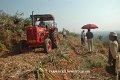 Mechanised harvesting 2